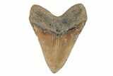 5.41" Fossil Megalodon Tooth - North Carolina - #201748-2